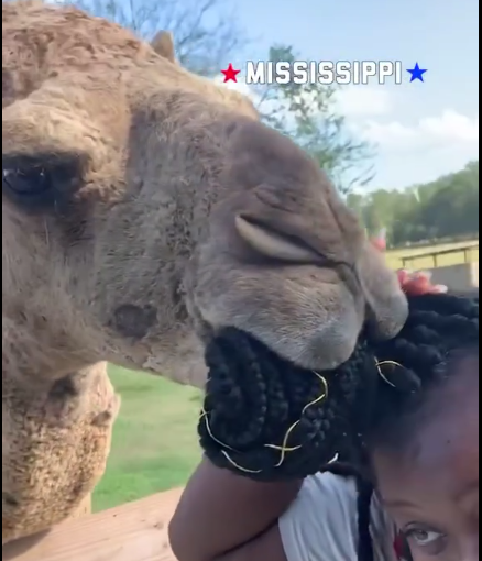 Camel Tries to Eat My Hair in Mississippi