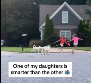 Dog Walking Strategy