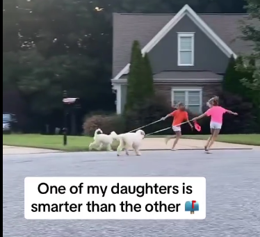 Dog Walking Strategy