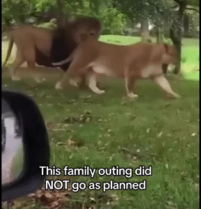 Family Outing Takes a Wild Turn as Lions Throw Up and Wreck the Fun!